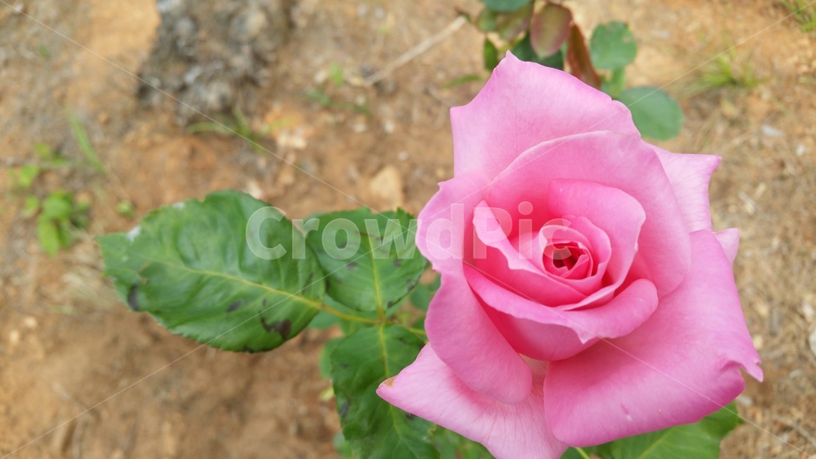 꽃,장미,rose,flower,핑크,식물,자연,plants,nature,꽃,flower