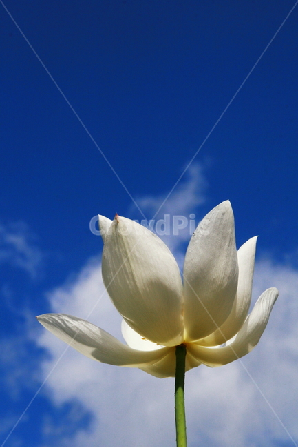 연꽃,연꽃하늘,밀양연극촌,연꽃밭,꽃사진,식물,자연,plants,nature,꽃,flower
