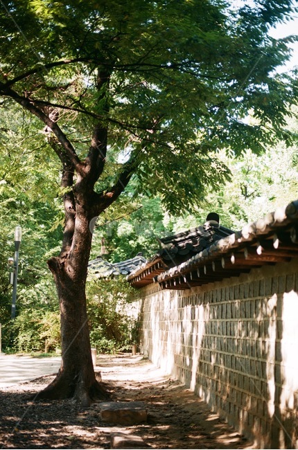 나무,산책,돌담길,힐링,여유,그림자,필름사진