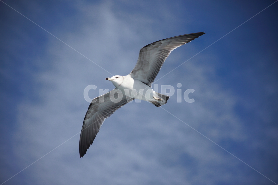 갈매기,바다새,대형조류,commongull,mewgull,laruscrassirostris,괭이갈매기,동물,animal,조류,새,birds