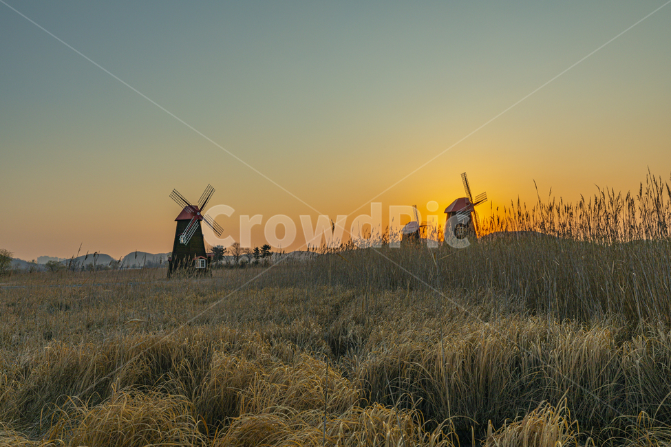 일출,생태공원,풍차,하늘,갈대,공원,sunrise,wind,netherlands,nature,windmill,sky,reed