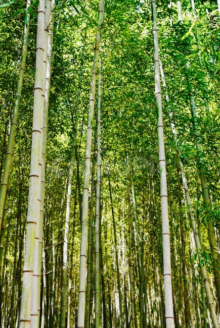 대나무,자연,대나무사진,감성,담양,풍경,식물,자연,plants,nature,나무,trees,wood