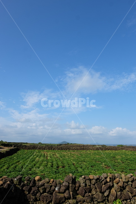 돌담,제주도,우도,하늘,밭,돌,stone,sky,jeju,현무암,자연,풍경,nature,landscape,한국자연풍경,한국자연경관,korea nature landscape,제주도,jeju,jeju island,outdoors,옥외,field,들