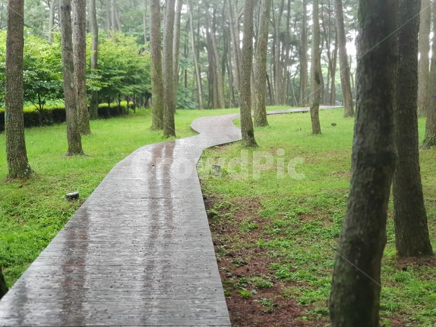 path,자연,그린,나무,rain,식물,자연,plants,nature,나무,trees,wood
