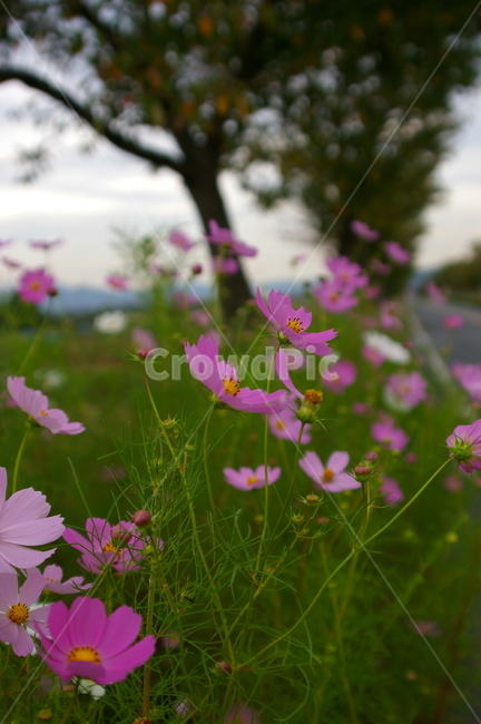 경주,풍경,자연,야외,옥외,가을,blossom,flower,꽃,plant,식물,코스코스,식물,자연,plants,nature,꽃,flower