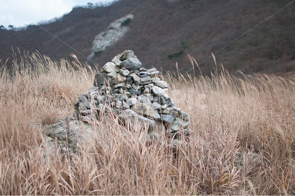 돌,자연,식물,가을,억새,갈대,plants,nature,울산,간월재,가을,계절,fall,autumn,season,자연,풍경,nature,landscape,grass,잔디,plant