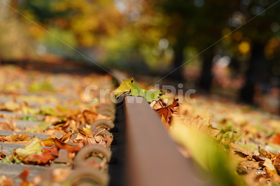 감성,철길,낙엽,가을,분위기,leaf,잎,plant,식물
