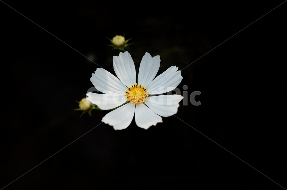 코스모스,하얀,화이트,어두운배경,접사,식물,자연,plants,nature,꽃,flower