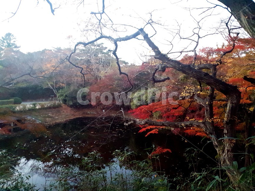 tree,나무,plant,식물,단풍,레드,연못,폭포,가을