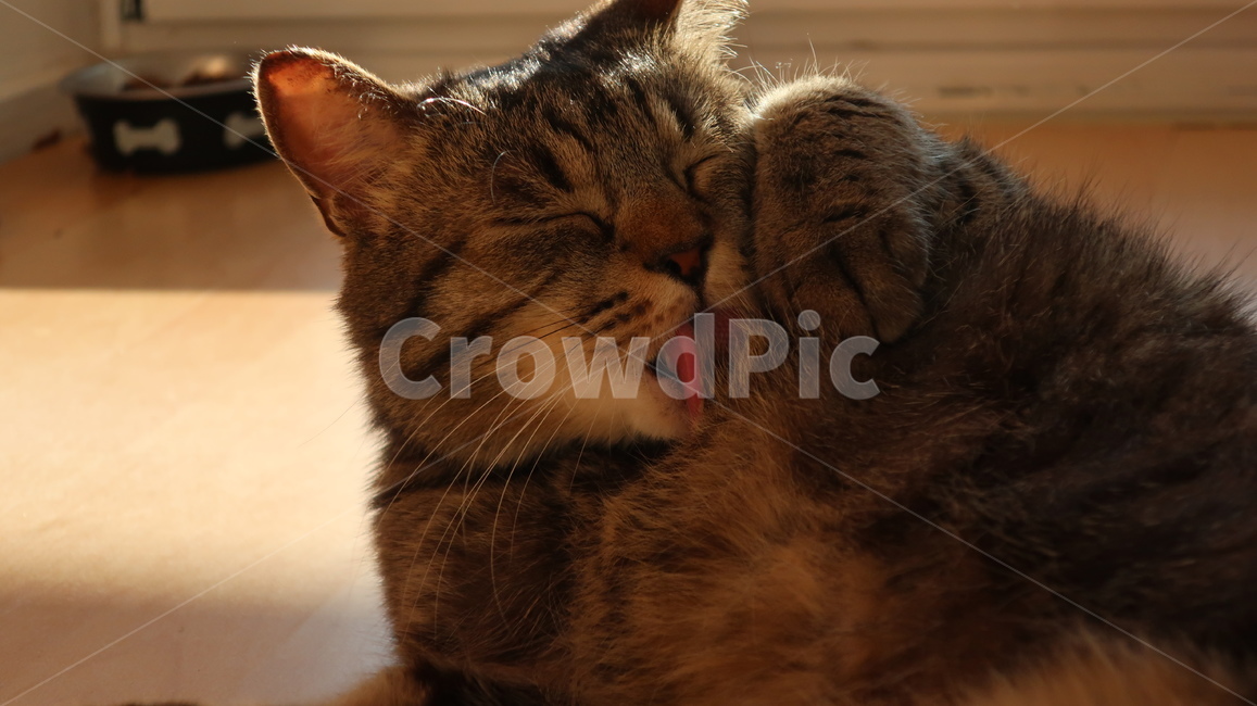 고양이,태비고양이,고등어줄무늬,태비줄무늬,검은고양이,귀여운,포유류,동물,pet,animal,mammal,반려동물,애완동물,반려묘,집고양이,cat,kitty,kitten,아기고양이,동물,animal,포유류,mammal,고양이,cat,kitten,kitty