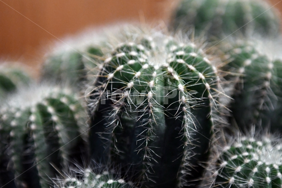 생명,자연,생물,환경,녹색,잎,잎사귀,나뭇잎,물방울,이슬,식물,plants,natrue,선인장,식물,자연,plants,nature,실내용화초,화분,화초,house plant