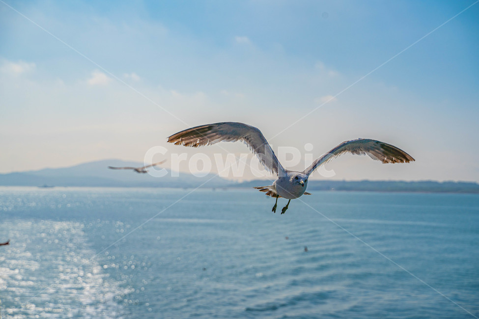 갈매기,새,바다,여름,동물,풍경,자연,animal,조류,bird,해변,색깔,색상,색채,색감,망원,날개,birds