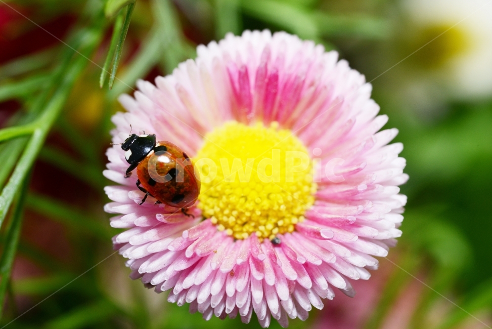 자연,접사,매크로,마이크로,곤충,Nature,closeup,macro,micro,insects,데이지,무당벌레,식물,자연,plants,nature,꽃,flower,동물,animal,곤충,벌레,insect,bug