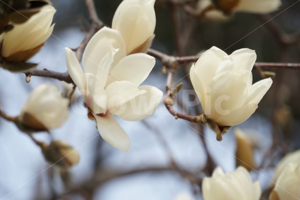 목련,꽃,식물,나무,자연,봄,계절,spring,season,식물,자연,plants,nature,꽃,flower,plant