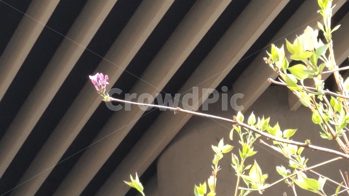 plant,식물,blossom,flower,꽃