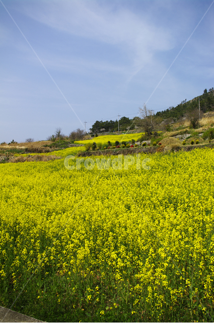 유채꽃,꽃밭,꽃,flower,계절,봄,spring,하늘,구름,풍경,봄,계절,spring,season,자연,풍경,nature,landscape,grassland,목초지,field,들,outdoors,옥외