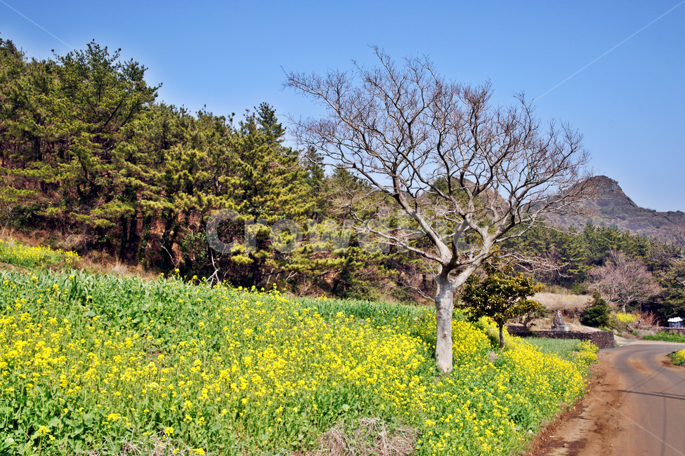유채꽃,제주,봄,사계리,산방산,단산,자연,봄,계절,spring,season,자연,풍경,nature,landscape,한국자연풍경,한국자연경관,korea nature landscape,제주도,jeju,jeju island,grassland,목초지,field,들,outdoors,옥외,rural,농촌,farm,농장