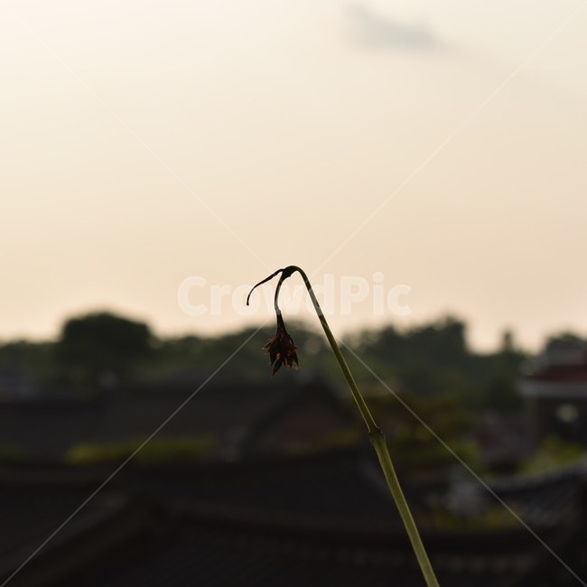 꽃,노을,저녁,감성사진,전주,식물,자연,plants,nature