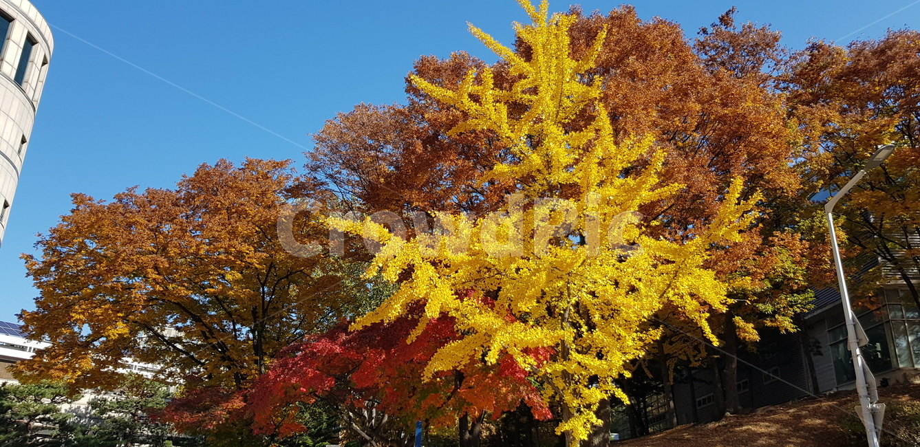 단풍,maple,나무,tree,서울대