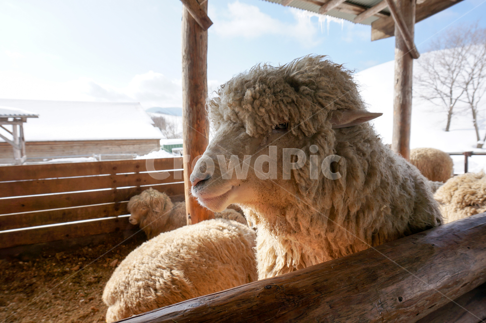 mammal,포유류,sheep,양,animal,동물,대관령,양떼목장,겨울,눈,동물,animal,포유류,mammal,목축업,목장,livestock farming,ranching,pasture