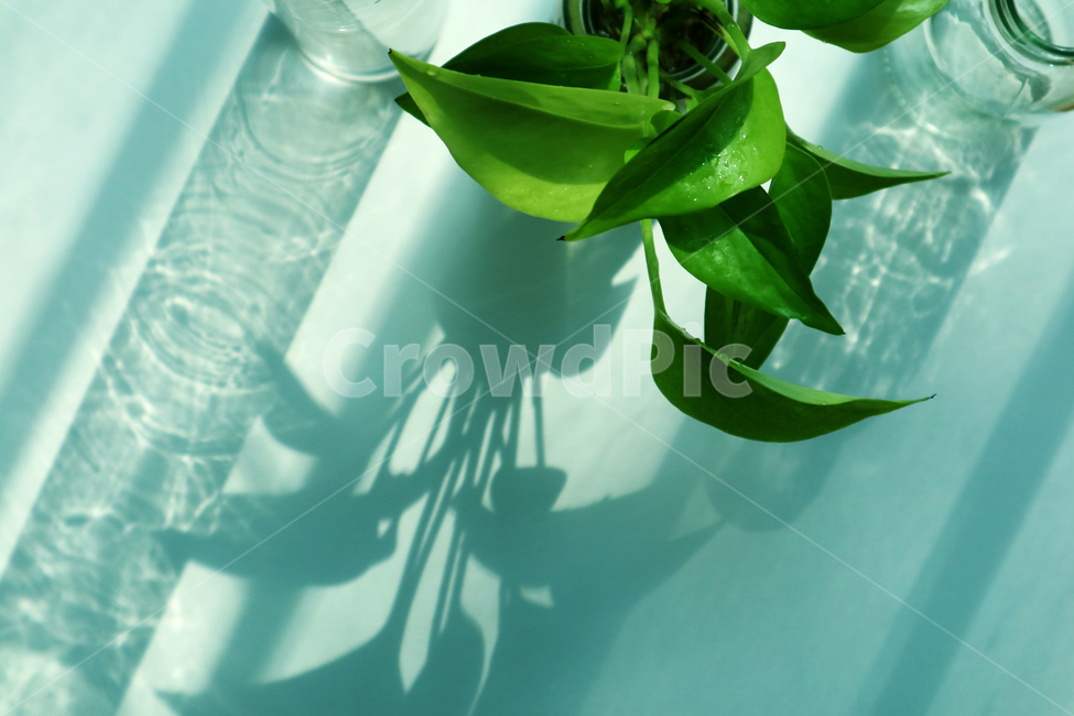 식물,원예,그림자,스킨답서스,수경재배,반짝,식물,자연,plants,nature,감성,sensible,feeling