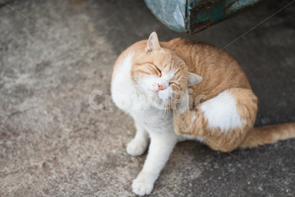 고양이,cat,동물,풍경,길거리,street,길냥이,동물,animal,포유류,mammal,고양이,cat,kitten,kitty