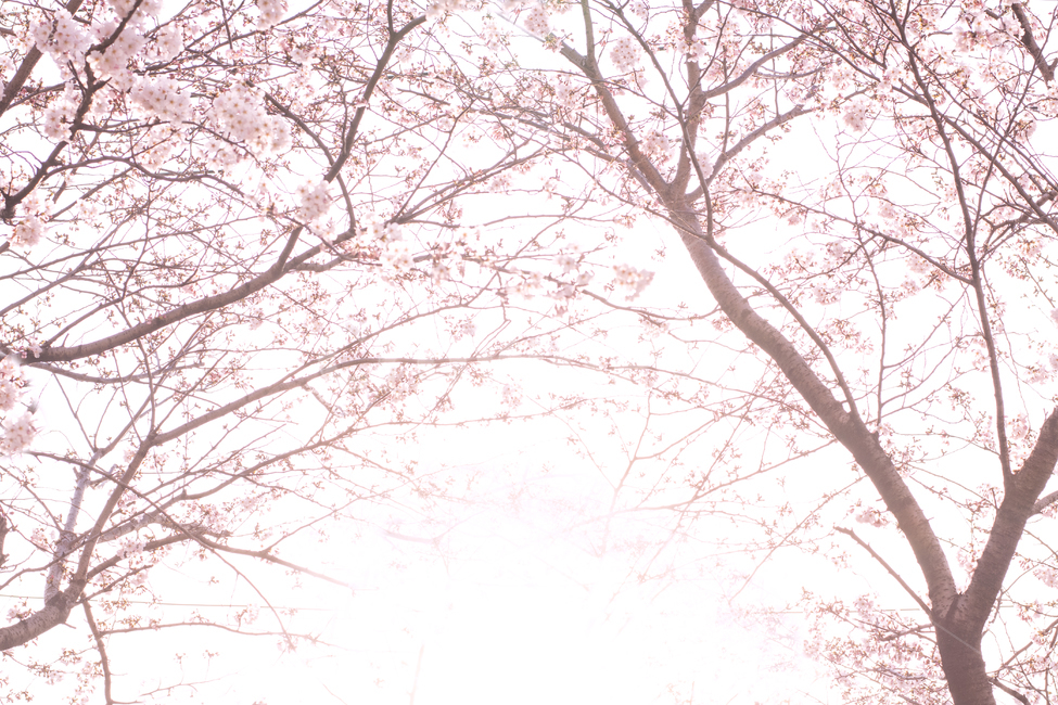 plant,식물,cherryblossom,벚꽃,꽃,flower,blossom,봄배경,봄,희미한,배경,분홍색,햇빛