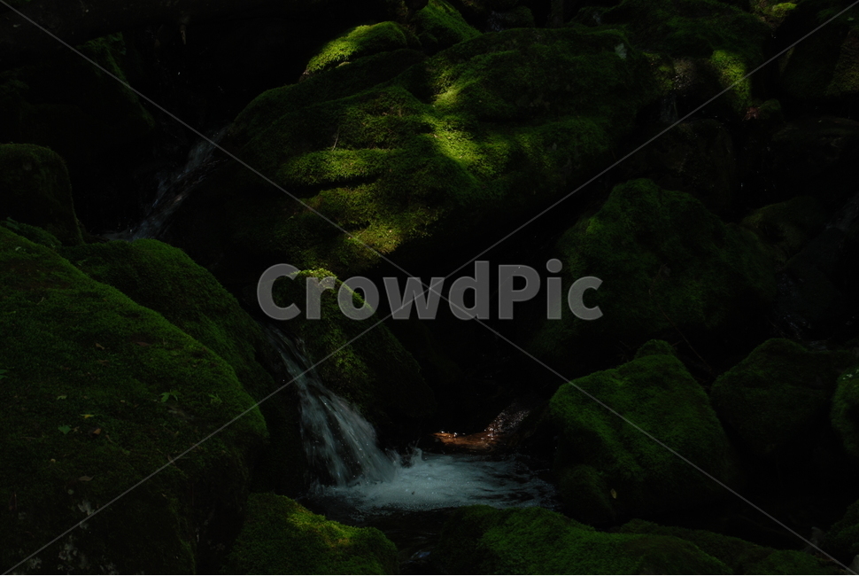 계곡,물,돌,자연,여름,자연,풍경,nature,landscape,plant,식물,moss,이끼,water,outdoors,옥외