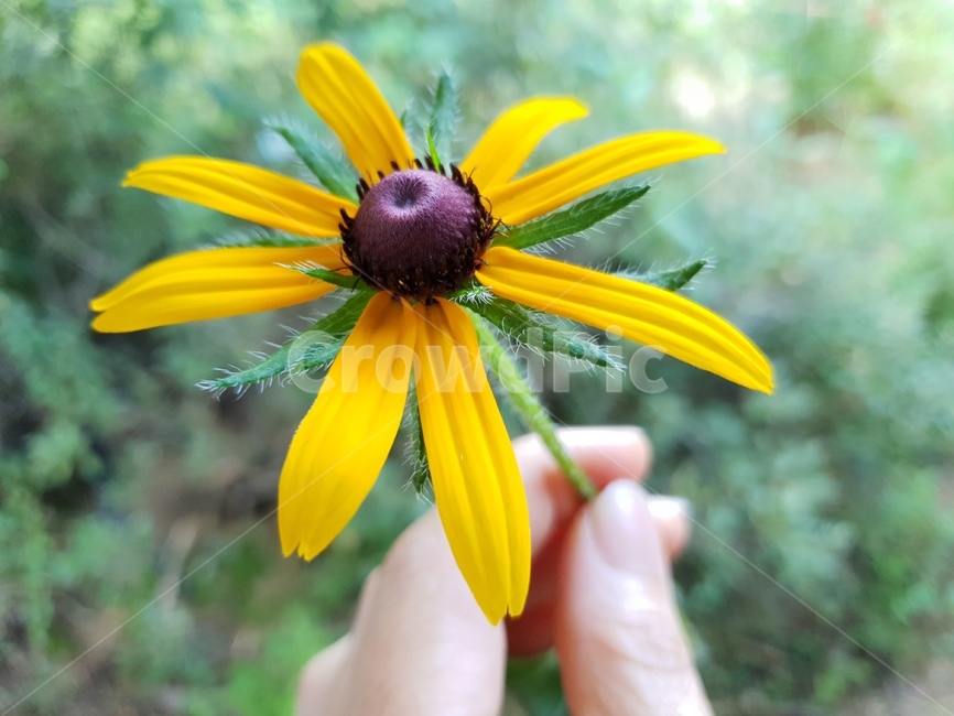 루드베키아,꽃,식물,자연,노랑색,그린,여자손,plants,nature,green,flowers,식물,자연,plants,nature,꽃,flower,사람,인물,인간,human,person,신체일부,몸,body