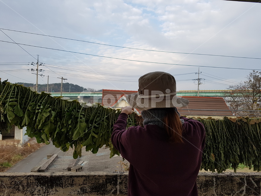 농부,농사,농작물,농산물,채소,야채,뒷모습,일하는모습,귀농,자연,텃밭,밭일