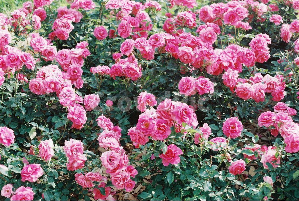 장미,장미꽃,꽃,rose,flower,roses,빨간색,color,red,식물,자연,plants,nature,꽃,flower