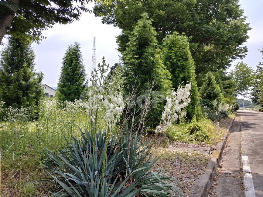 실유카,유카꽃,yucca,실유카꽃,식물,용설란과