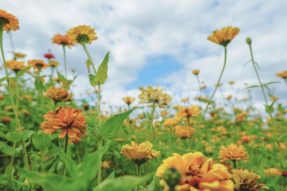 plant,식물,blossom,꽃,geranium,flower,제라늄,식물,자연,plants,nature,꽃,flower