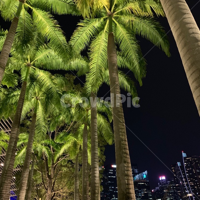 야자수,야경,밤,빛,신비로움,초록,나무,tree,하늘,식물,자연,plants,nature,나무,trees,wood