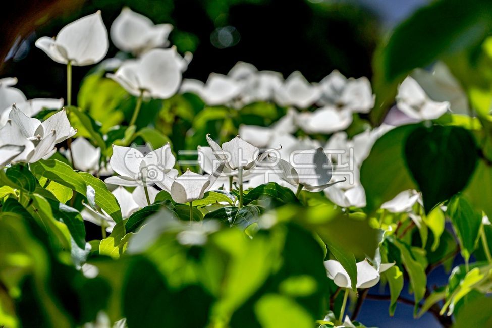 산딸나무,산딸나무꽃,봄꽃,취과,자연,식물,nature,플라워,flower,plants,cornuskousa,봄,spring