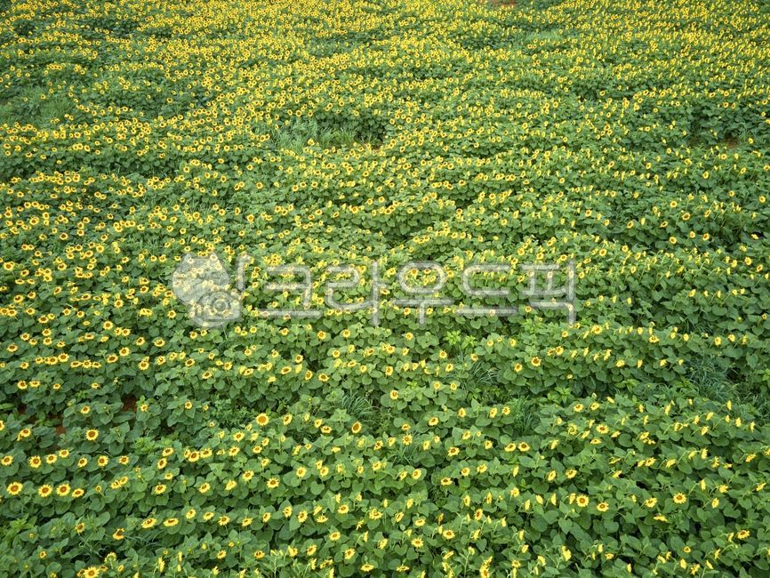 touristattractions,leaves,droneshooting,sight,aerial photography,sunflower field,Attractions,field,plant,sunflowerfarm,Tourist destination,flowergarden,yellow,flower garden,sunflowerfield,petals,summer,petal,drone photography,green,nature,fullbloom,aerial