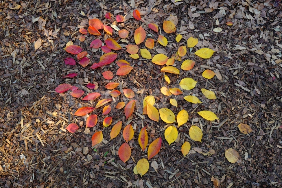 낙엽,단풍,가을,그라데이션,나뭇잎,가을,계절,fall,autumn,season,연출,컨셉,콘셉,direction,concept,ground,바닥,leaf,잎,plant,식물,gravel,자갈,dirt road,흙길,road,도로