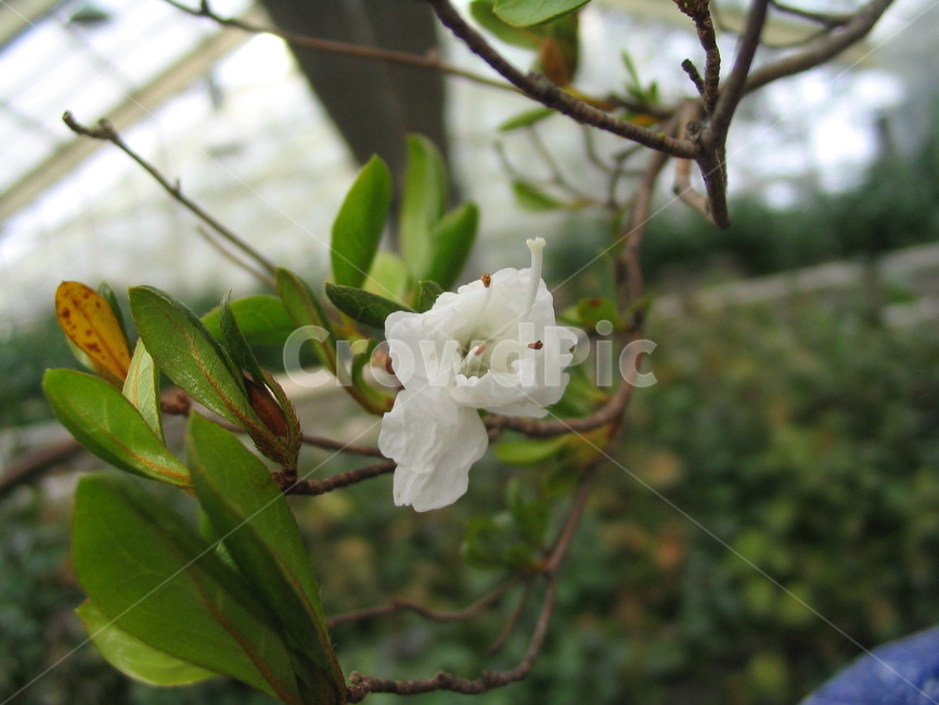 꽃,하얀,흰,꽃송이,식물원,white,tree,leaf,plant,green,nature,leaves,branch,fruit,isolated,spring,fresh,foliage,flower,garden,agriculture,flora,growth,forest,herb,organic,blossom,pine,macro,closeup,closeup,natural,twig,bloom,beauty,blooming,beautiful,petal,season,outdoors,environment,freshness,lush,grass,bouquet