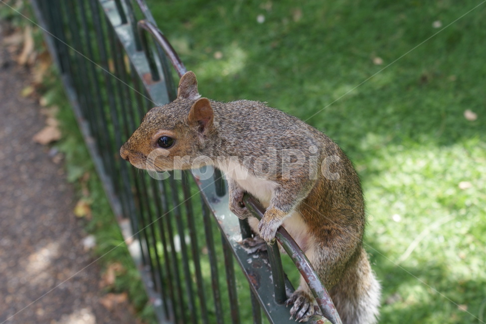 청설모,동물,포유류,설치류,다람쥐,animal,mammal,squirrel,rodent,관찰,호기심,자연,동물,animal,포유류,mammal