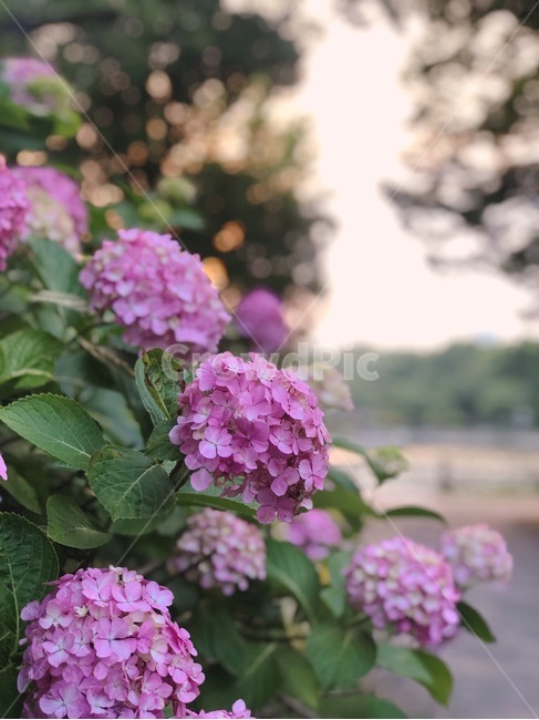 Hydrangea Festival,hydrangea,pink flower,park,flower