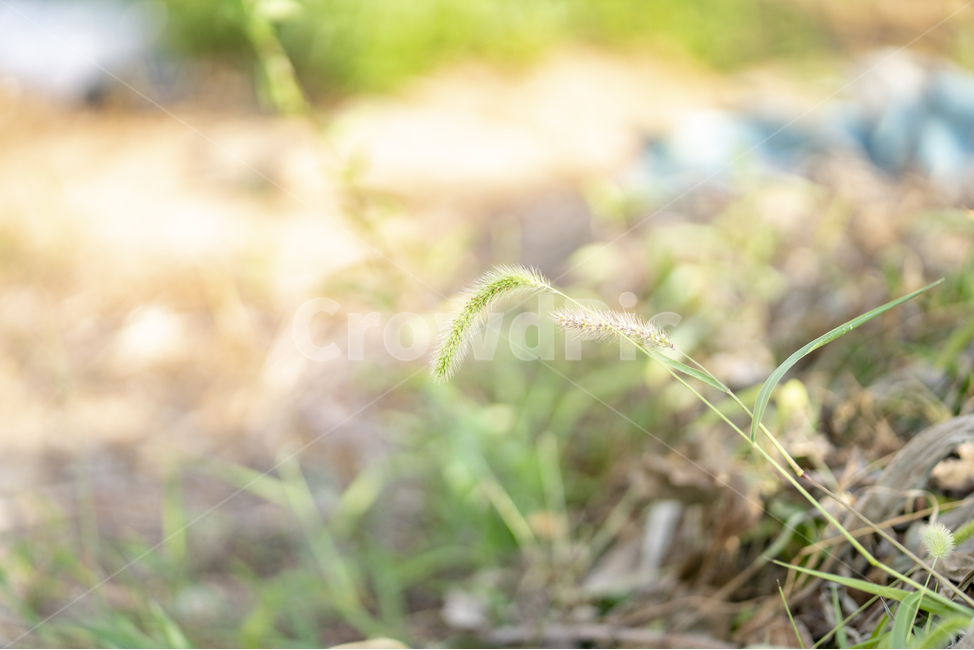 자연,강아지풀,잡초,길가,감성,풀,자연,풍경,nature,landscape,grass,잔디,plant,식물,lawn,vegetation,초목