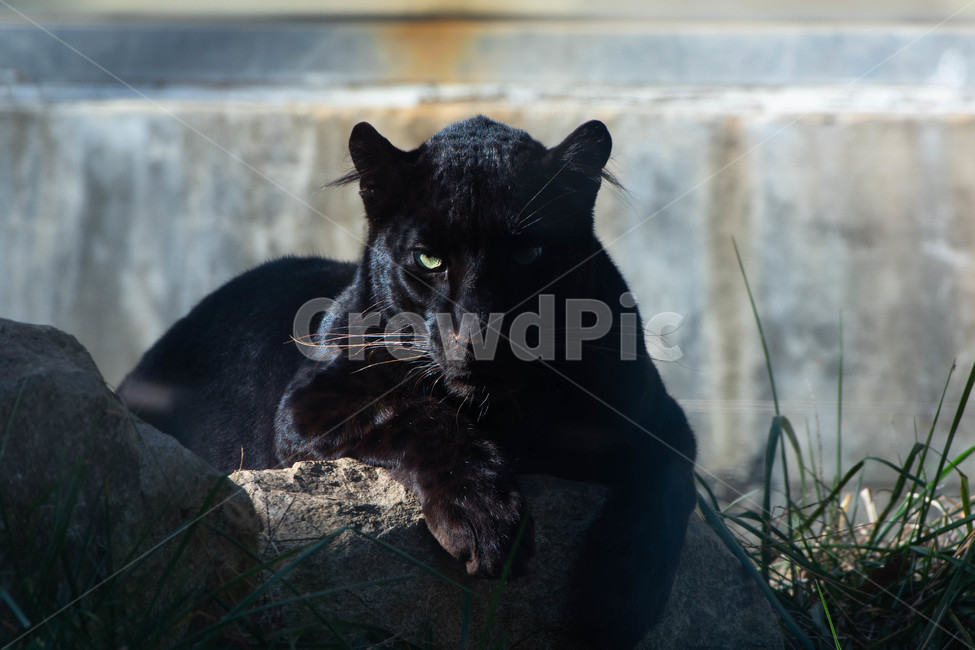 블랙팬서,표범,흑표범,포유류,동물,동물원,야생동물,animal,leopad,zoo,mammal,동물,animal,포유류,mammal
