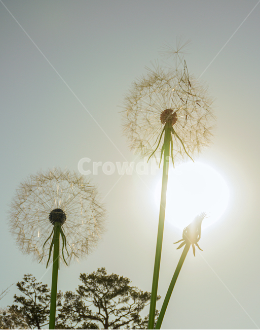 민들레,식물원,역광,식물,바람,감성,꽃,plant