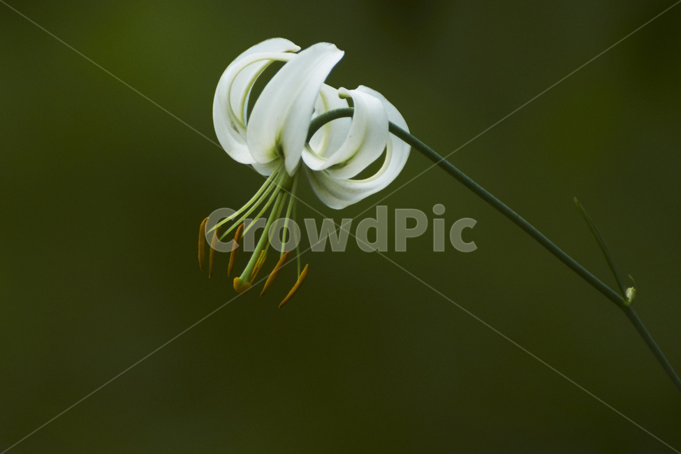 꽃,흰꽃,솔나리,흰솔나리,야생화,암술,수술,들꽃,생기,식물,자연,plants,nature,꽃,flower
