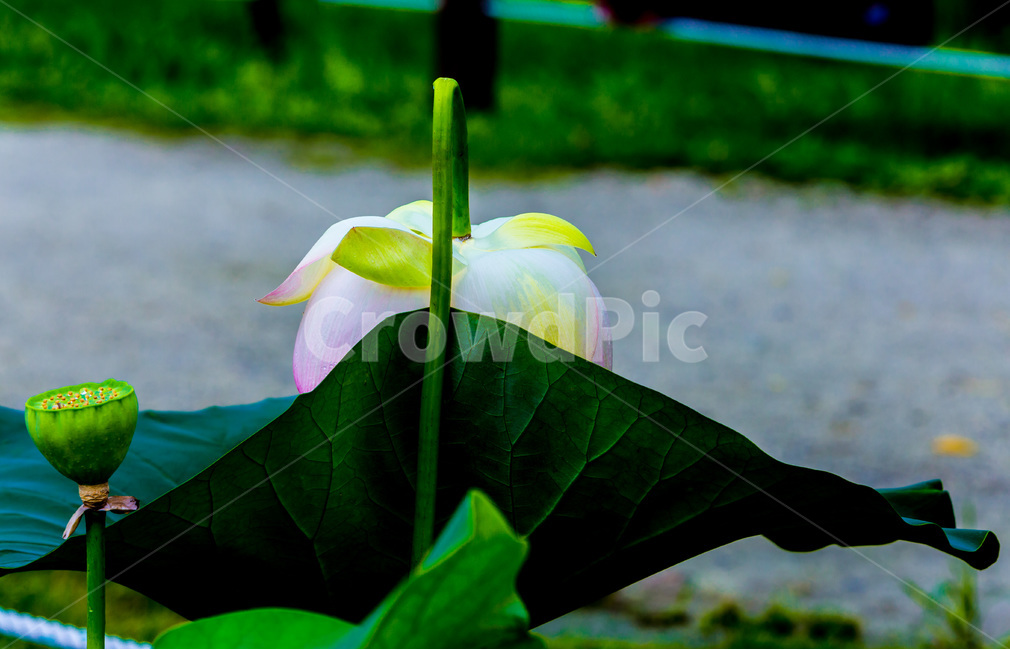 연꽃,연잎,문양,무늬,자연,식물,식물,자연,plants,nature,꽃,flower