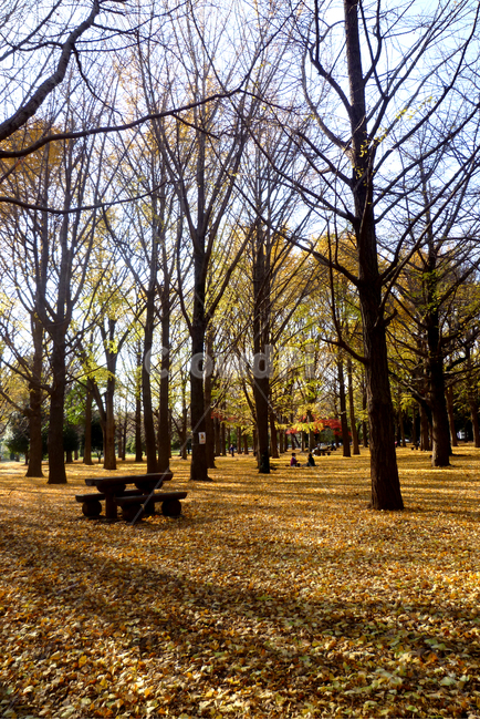 tree,forest,fallenleaves,숲,나무,낙엽,ginkgoleaf,은행잎,가을,fall,autumn,가을,계절,fall,autumn,season,자연,풍경,nature,landscape,식물,plants,나무,trees,wood,grove,작은 숲,outdoors,옥외,vegetation,초목,woodland,삼림지,land,땅,plant,bench,벤치,grass,잔디,tree trunk,나무 줄기,ground,바닥,lawn,park,공원,furniture,가구