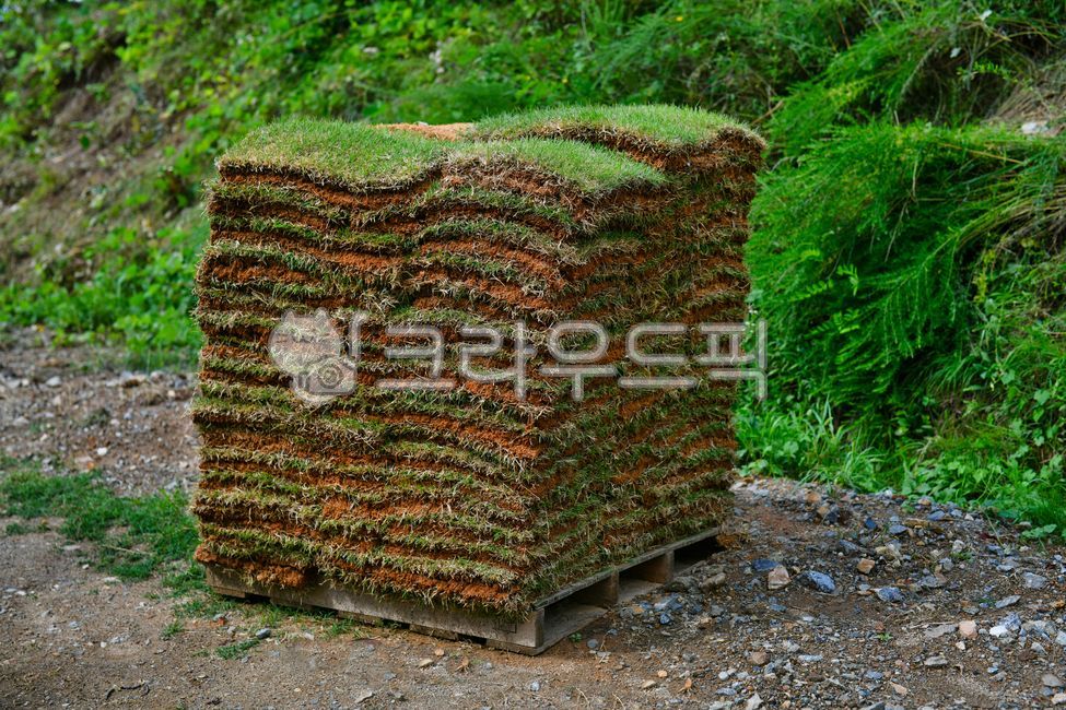 조경,떼,뗏장,잔디,잔디뗏장,조경공사,풀,뗏장블럭,식물