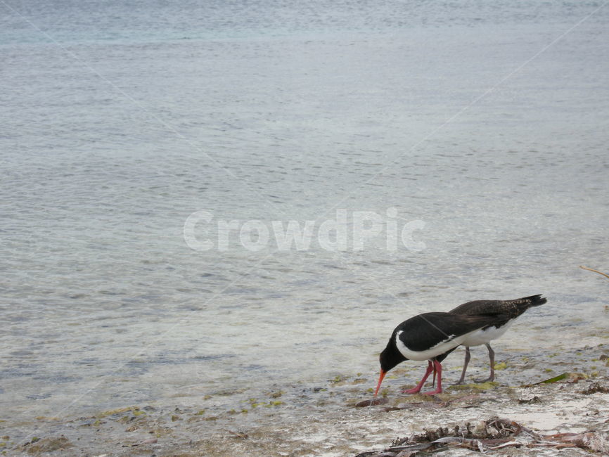 동물,bird,새,호주,퍼스,로트네스트,rottnest,동물,animal,조류,새,birds