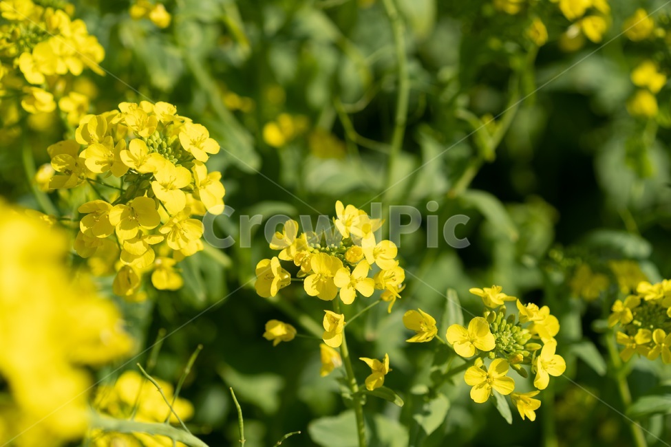 plant,flower,outdoors,옥외,field,grassland,rural,농촌,countryside,farm,농장,목초지,meadow,노란꽃,감성,힐링,휴가,여행지,관광,관광지,노랑,유채꽃,유채꽃밭,봄,계절,식물,자연,꽃,spring,season,plants,nature