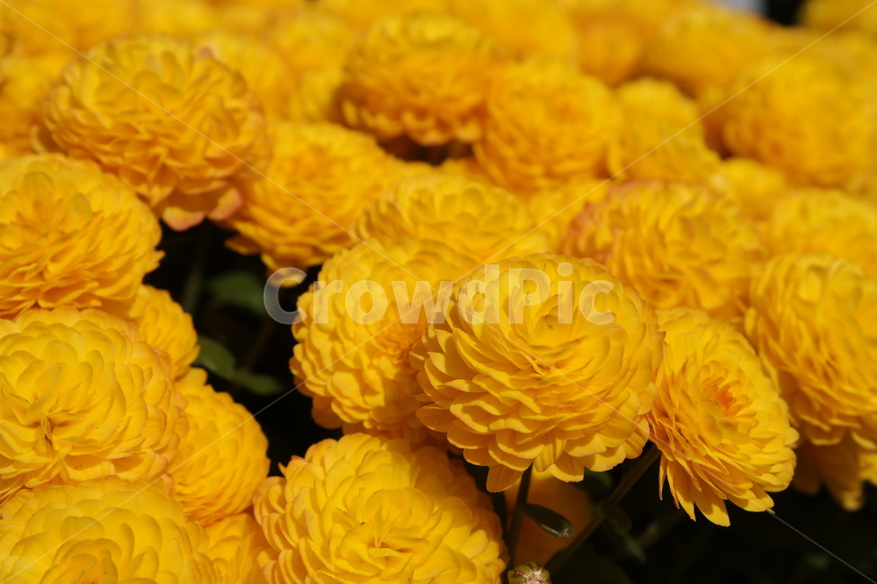 국화,가을,노란꽃,소국,노랑,국화꽃,10월,yellow,flower,blossom,가을꽃,autumn,fall,만개,식물,plant,식물,자연,plants,nature,꽃,flower